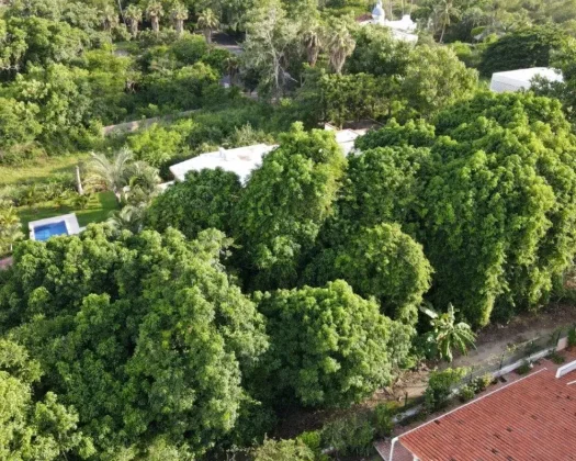 Lote 8 Nuevo Vallarta