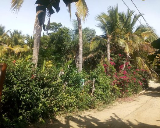 Lote Nueva Galicia 45